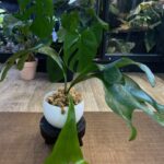 Platycerium (hillii x alcicorne) Moose