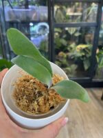 Platycerium Elsa #1 - obrazek 4