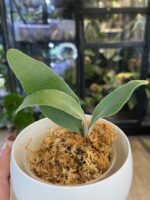 Platycerium Elsa #1 - obrazek 3