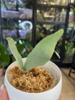 Platycerium Elsa #1 - obrazek 2