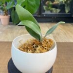Platycerium Elsa