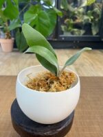 Platycerium Elsa