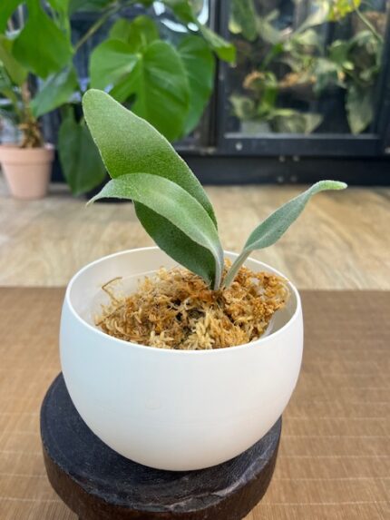 Platycerium Elsa