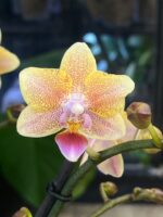 Phalaenopsis Aromio Spicy / storczyk pachnący - obrazek 3