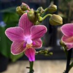 Phalaenopsis Aromio Floral
