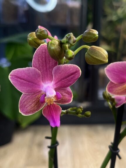 Phalaenopsis Aromio Floral