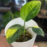 Monstera peru variegata