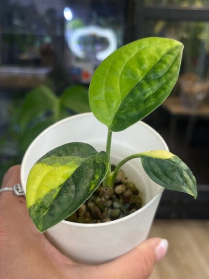 Monstera peru variegata