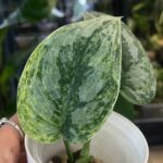 Scindapsus Tembaga