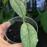 Hoya Mitrata silver sp Kapuas