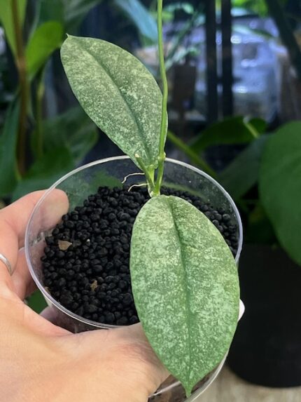 Hoya Mitrata silver sp Kapuas