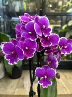 Phalaenopsis Younghome Pinying ‚0792’ Big Lip / storczyk - obrazek 3