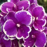 Phalaenopsis Younghome Pinying ‚0792’ Big Lip / storczyk