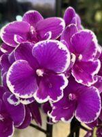 Phalaenopsis Younghome Pinying ‚0792’ Big Lip / storczyk