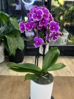 Phalaenopsis Younghome Pinying ‚0792’ Big Lip / storczyk - obrazek 4