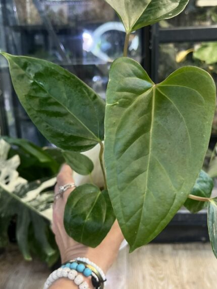 Anthurium Substignatum x Papillilaminum ‚Marie’) x Papillilaminum ‚Green Reaper’
