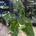 Alocasia odora 'Okinawa Silver' #1