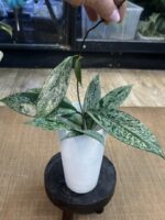 Hoya pubicalyx 'Pink Silver Ghost' #6 - obrazek 5