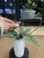 Hoya pubicalyx 'Pink Silver Ghost' #6 - obrazek 4