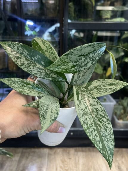 Hoya pubicalyx pink silver ghost