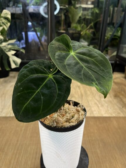 Anthurium Ace of Spades X duże ciemne aksamitne liście w kształcie serca z jasnym unerwieniem rzadka roślina kolekcjonerska hybryda anturium Variegarden
