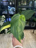 Scindapsus blue aurea salak #1 - obrazek 3