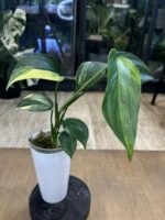 Scindapsus blue aurea salak #1 - obrazek 4
