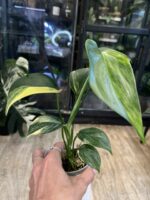 Scindapsus blue aurea salak liście o srebrzysto-niebieskim połysku ze złotą variegacją rzadka roślina kolekcjonerska sklep Variegarden alt tag