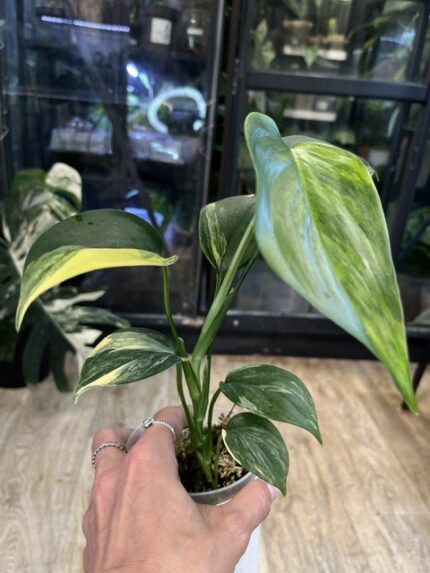 Scindapsus blue aurea salak liście o srebrzysto-niebieskim połysku ze złotą variegacją rzadka roślina kolekcjonerska sklep Variegarden alt tag
