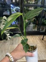 Scindapsus blue aurea salak #1 - obrazek 5