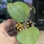 Hoya Verticillata Silver Heart