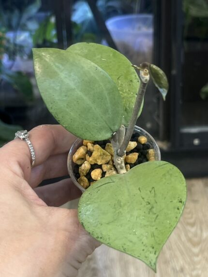 Hoya Verticillata Silver Heart