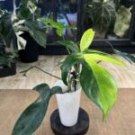 Philodendron Florida Beauty
