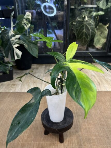 Philodendron Florida Beauty