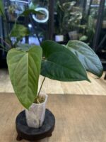 Anthurium portillae #2 - obrazek 2