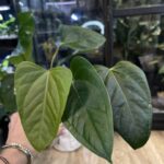 Anthurium Portillae