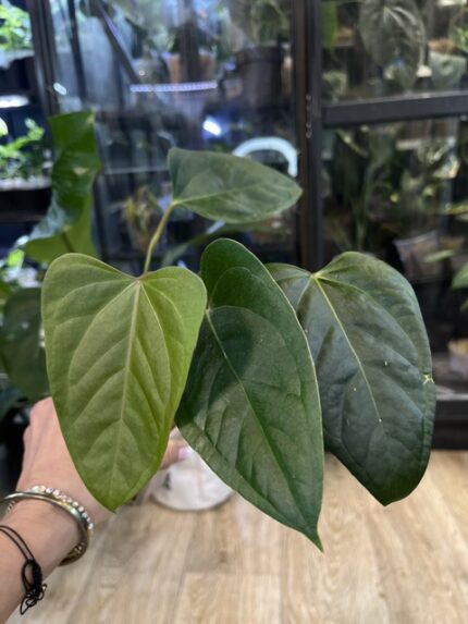 Anthurium Portillae