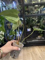 Anthurium portillae #2 - obrazek 3