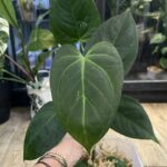 Anthurium Portillae