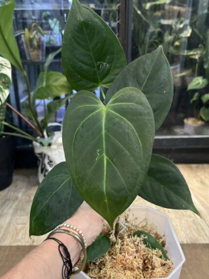 Anthurium Portillae