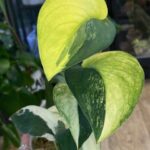 Scindapsus jade satin variegata gruby sercowaty liść o satynowej teksturze z jasną kremową wariegacją rzadka roślina kolekcjonerska sklep Variegarden alt tag