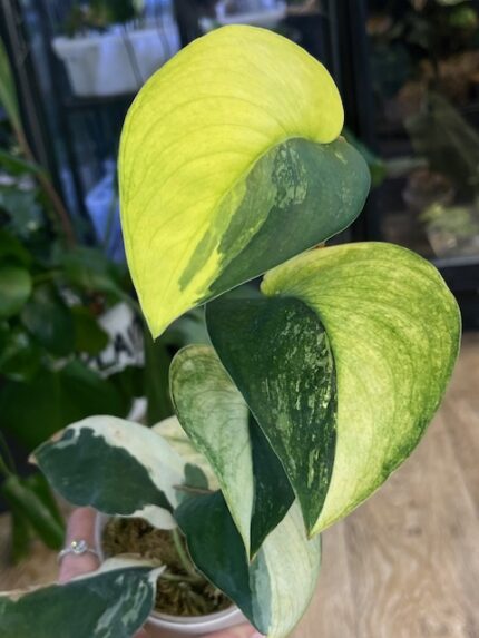Scindapsus jade satin variegata gruby sercowaty liść o satynowej teksturze z jasną kremową wariegacją rzadka roślina kolekcjonerska sklep Variegarden alt tag