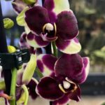 Phalaenopsis Catania storczyk o koralowo-różowych kwiatach z woskową teksturą płatków rzadka odmiana kolekcjonerska w przezroczystej doniczce Variegarden alt tag