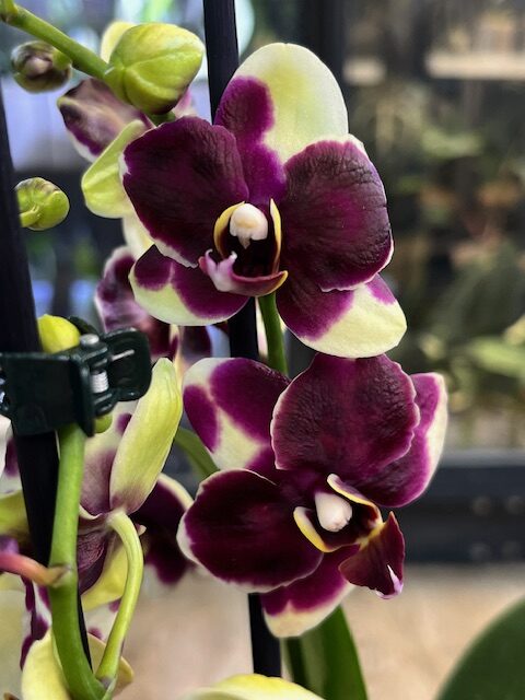 Phalaenopsis Catania storczyk o koralowo-różowych kwiatach z woskową teksturą płatków rzadka odmiana kolekcjonerska w przezroczystej doniczce Variegarden alt tag Phalaenopsis Catania storczyk o koralowo-różowych kwiatach z woskową teksturą płatków rzadka odmiana kolekcjonerska w przezroczystej doniczce Variegarden alt tag