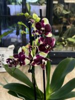 Phalaenopsis Catania / storczyk - obrazek 2