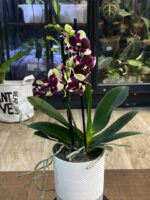 Phalaenopsis Catania / storczyk - obrazek 3