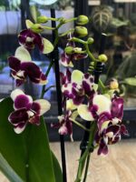 Phalaenopsis Catania / storczyk - obrazek 4