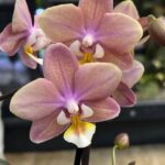 Phalaenopsis Melion / storczyk