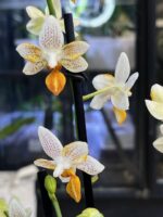 Phalaenopsis Mini Mark / storczyk - obrazek 2