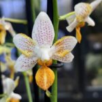 Phalaenopsis Mini Mark miniaturowy storczyk o białych kwiatach w pomarańczowe kropki z intensywną pomarańczową warżką rzadka odmiana kolekcjonerska Variegarden alt tag